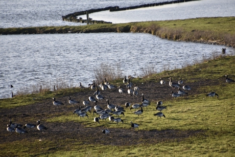 Brandganzen