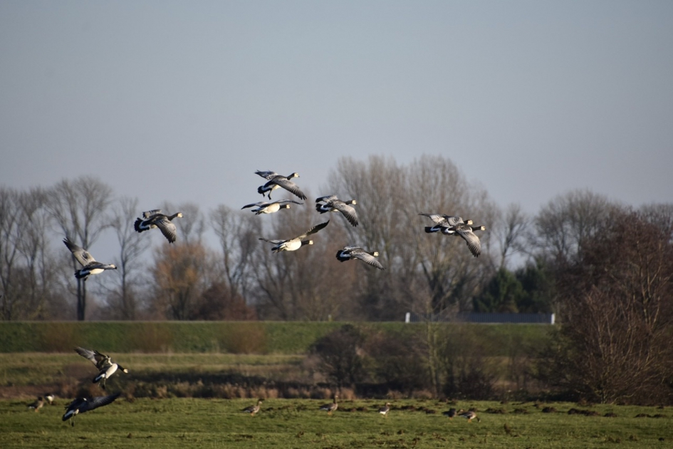 Brandganzen - Vogels - 