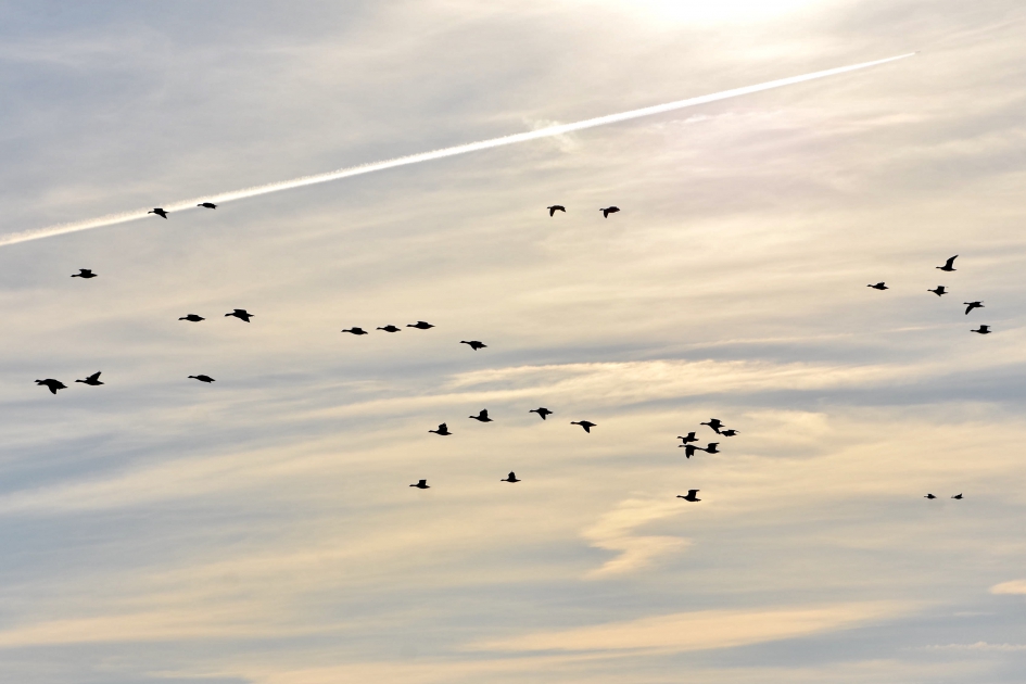Brandganzen - Vogels - 