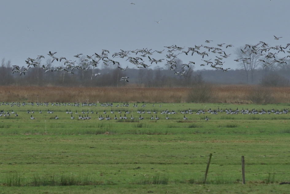 brandganzen - Vogels - brandgans