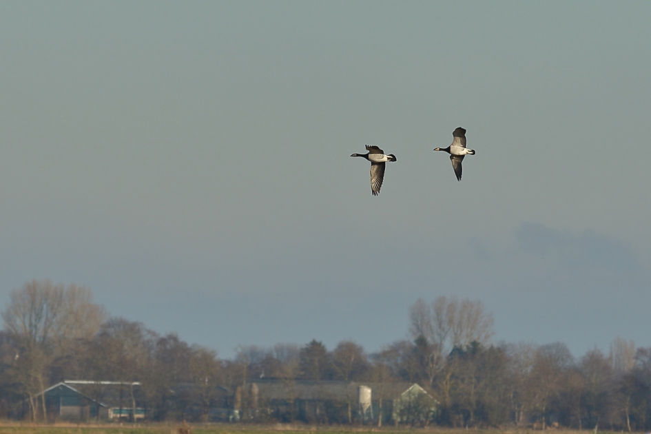 brandganzen - Vogels - brandgans