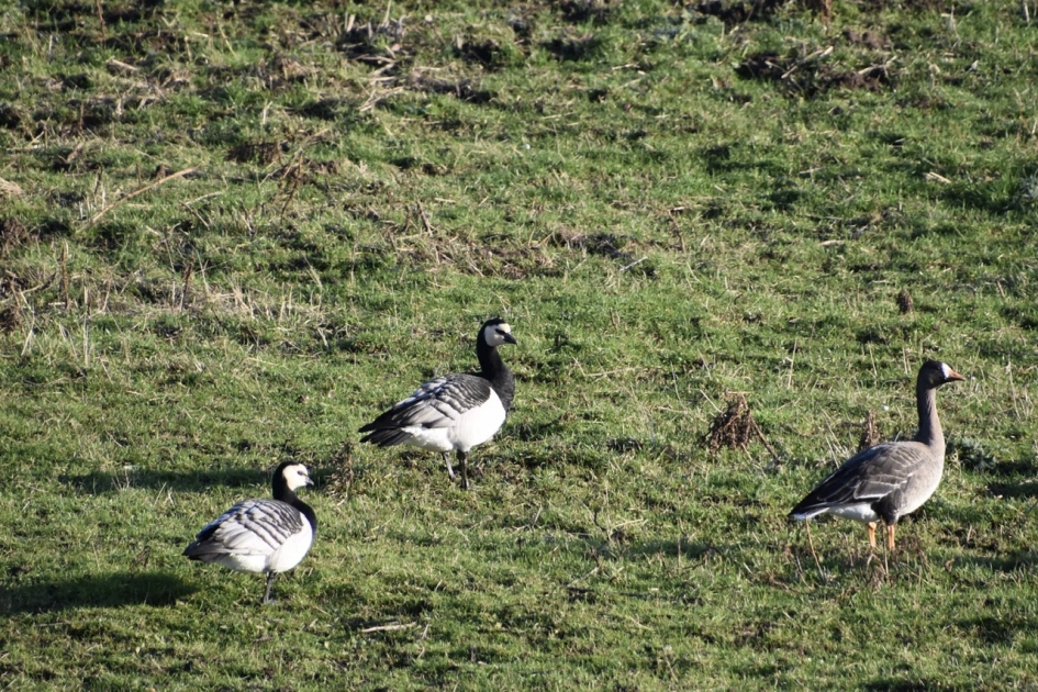 Brandganzen en kolgans - Vogels - 