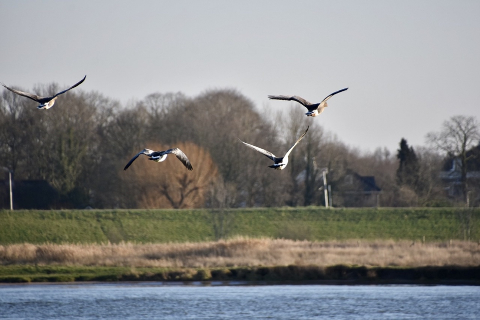 Ganzen in vlucht - Vogels - 