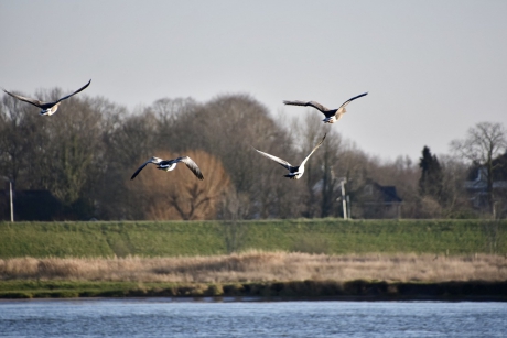 Ganzen in vlucht