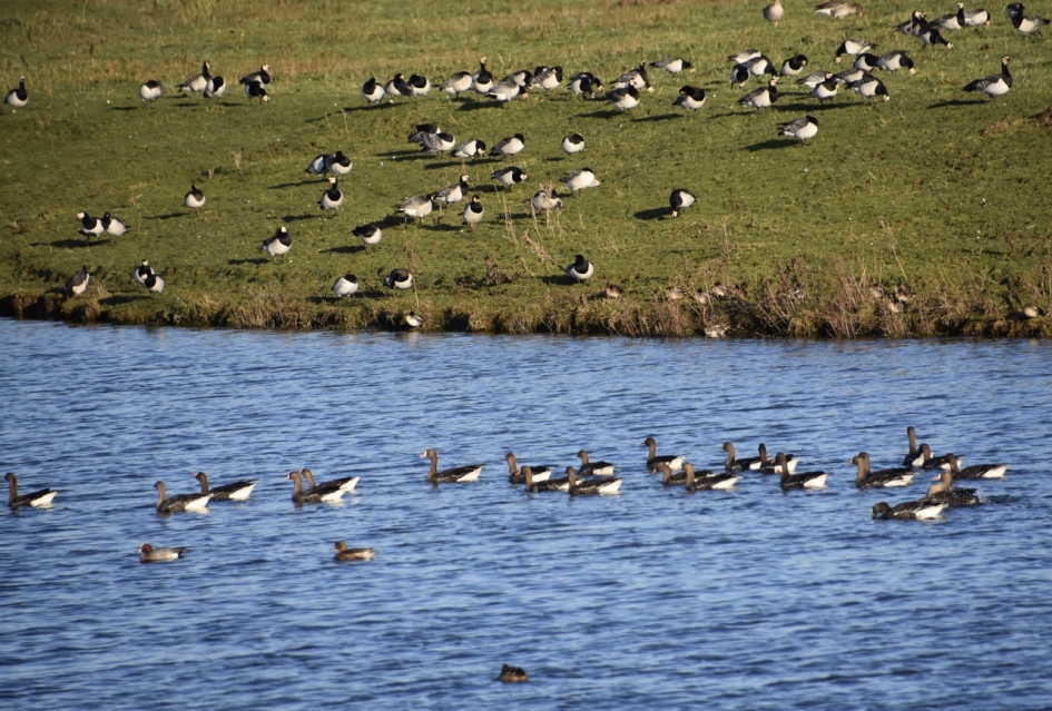 Brandganzen en... - Vogels - 
