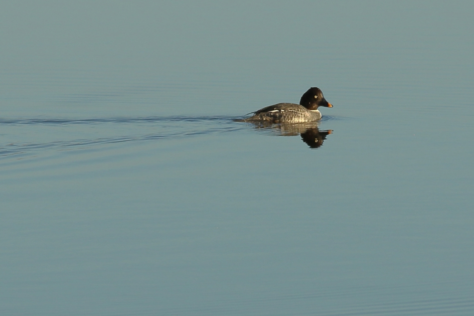 brilduiker -v- - Vogels - brilduiker