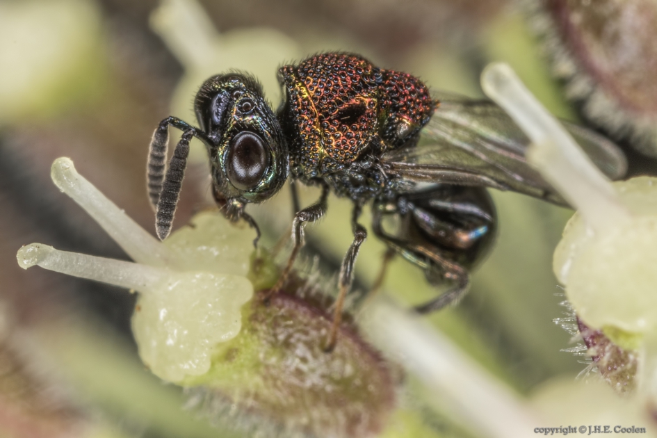Bronswespje (Perilampus aeneus) - Geleedpotigen - Bronswespje