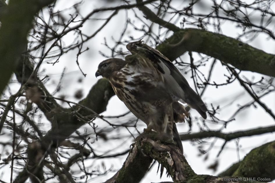 Buizerd (Buteo buteo) - Vogels - Buizerd