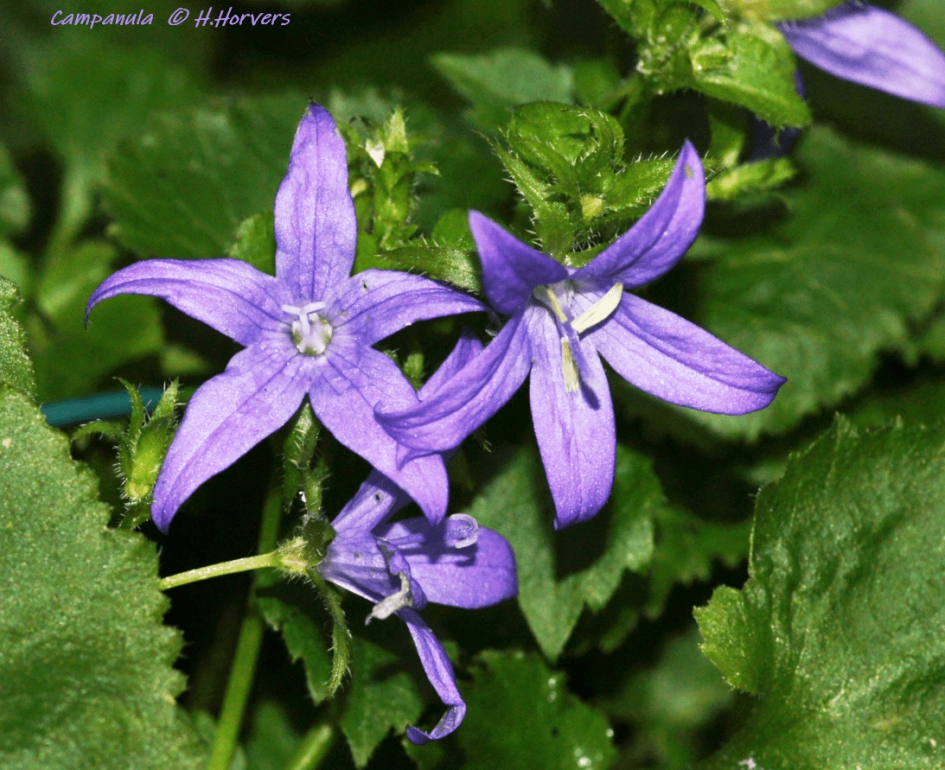 Campanula - Planten - Campanula