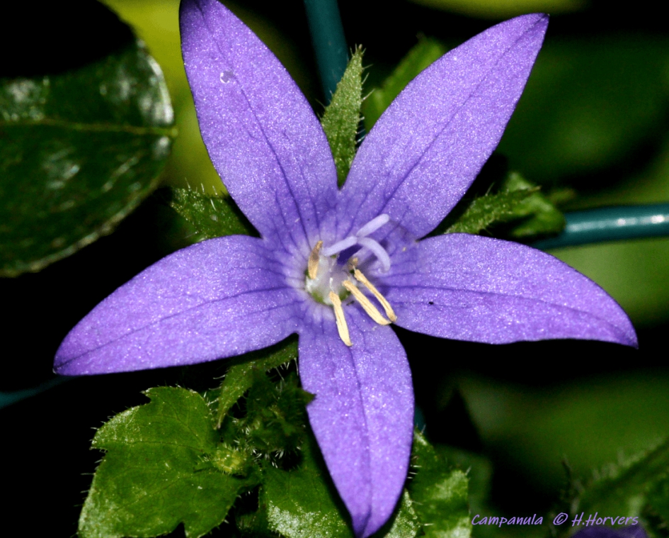 Campanula - Planten - Campanula