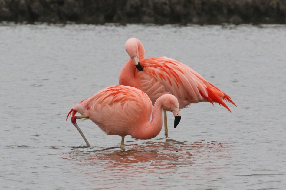 Chileense flamingo's - Vogels - 