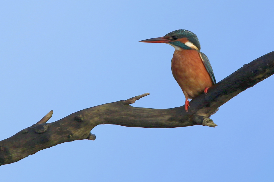 Coole dame - Vogels - IJsvogel
