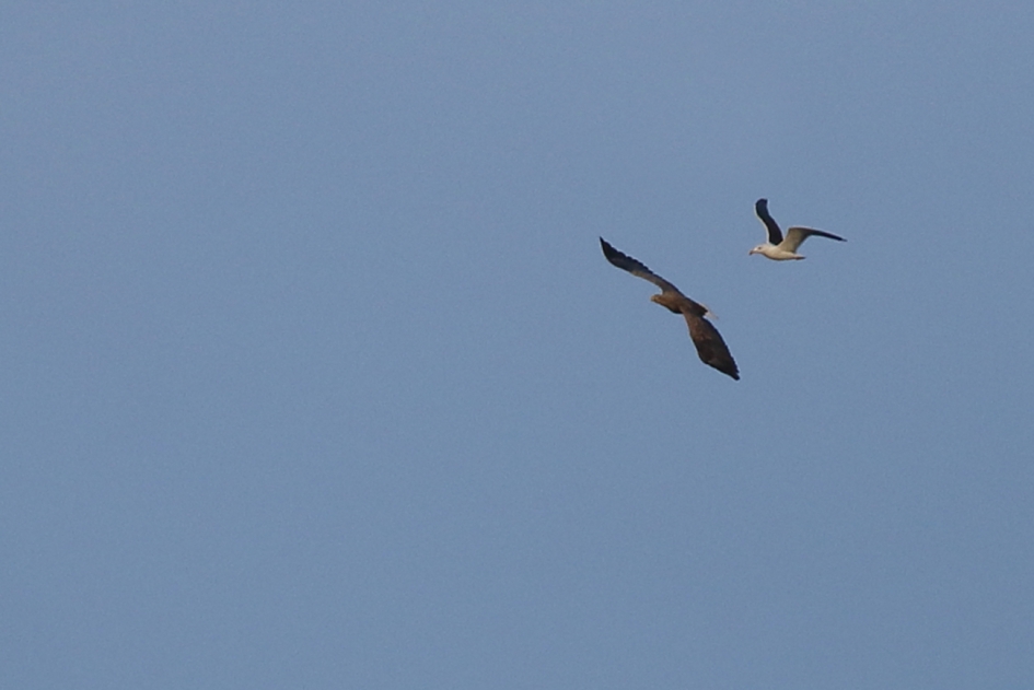 Dapper of beetje dom? - Vogels - grote mantelmeeuw