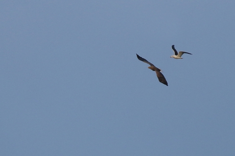 Dapper of beetje dom?