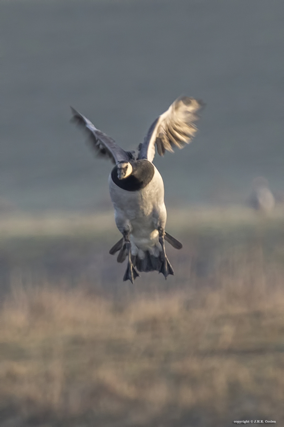 De landing... - Vogels - Brandgans