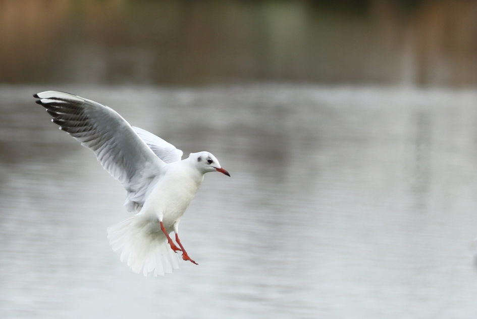 de landing is ingezet - Vogels - kokmeeuw