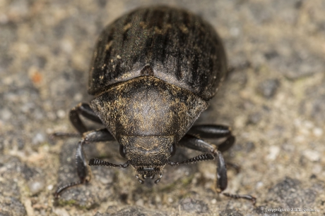 De pilkever (Byrrhus pilula)