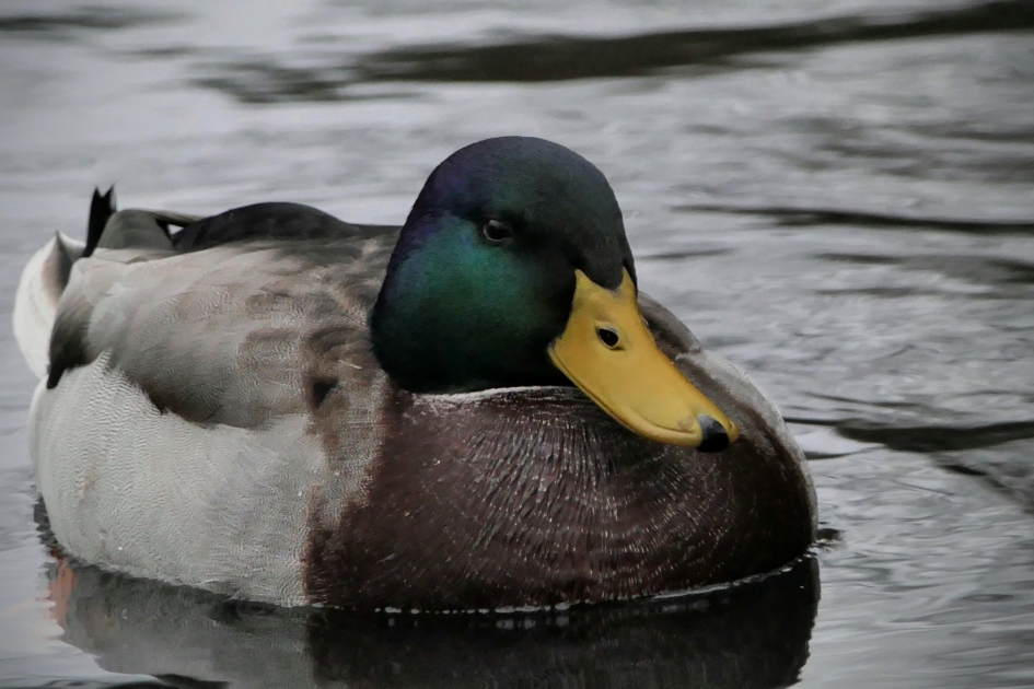 De rust zelve.... - Vogels - Wilde eend