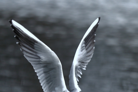 de vleugels van een......