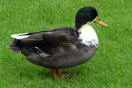 Dikke eend