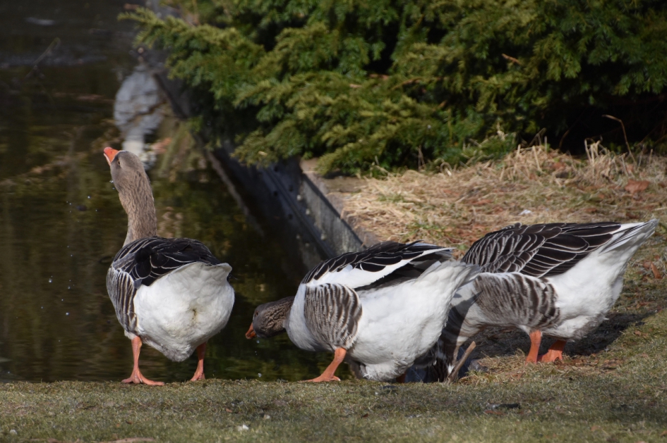 Dorstig.. - Vogels - 