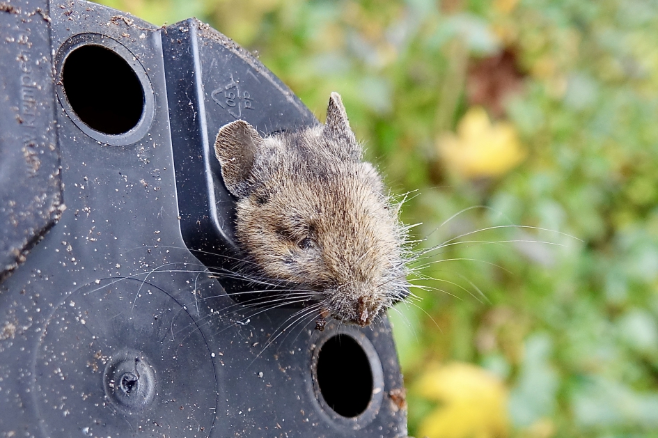 Drama - Zoogdieren - Bosmuis