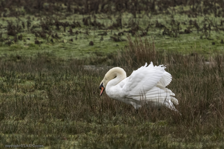 Dreigende houding - Vogels - Knobbelzwaan