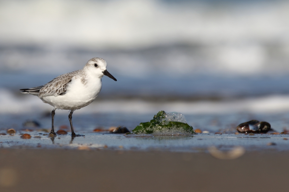 drieteenstrandloper - Vogels - drieteenstrandloper