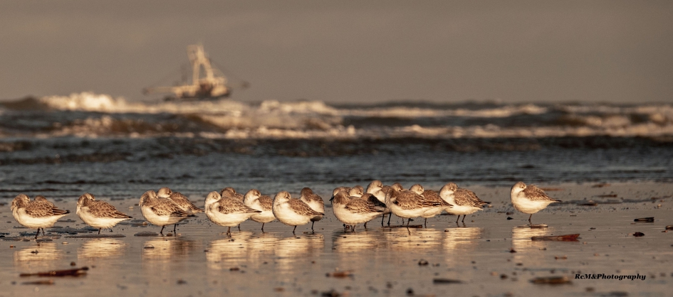 Drieteenstrandloper. - Vogels - Drieteenstrandloper.
