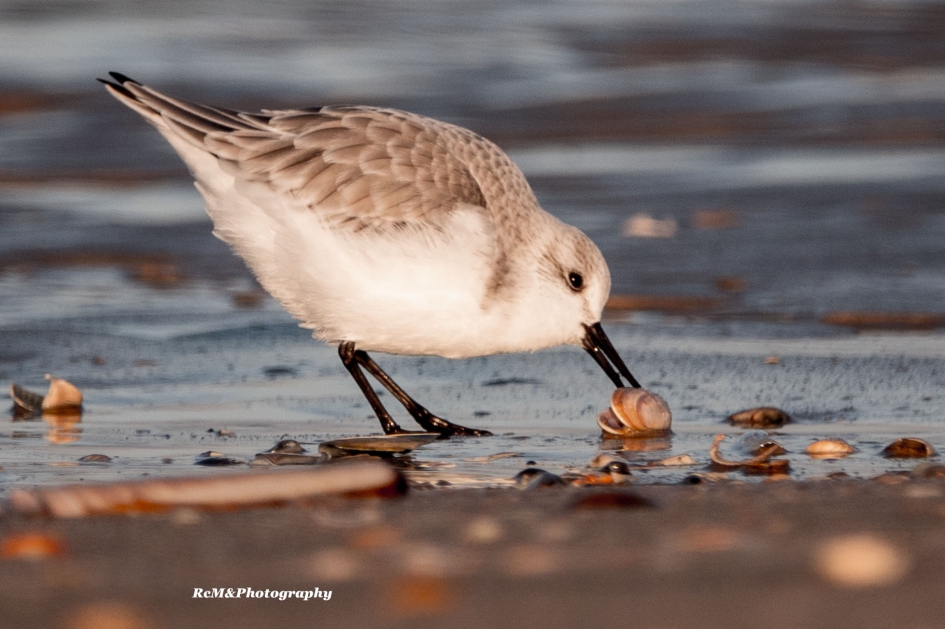 Drieteenstrandloper. - Vogels - Drieteenstrandloper.