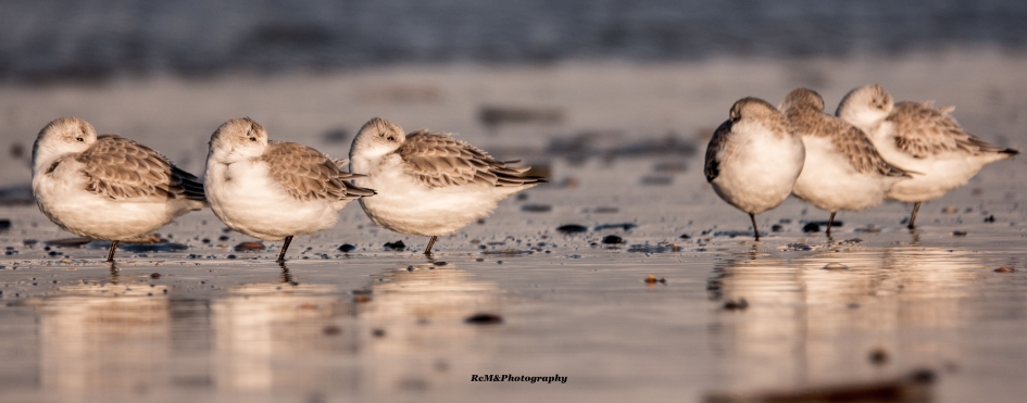 Drieteenstrandloper. - Vogels - Drieteenstrandloper.
