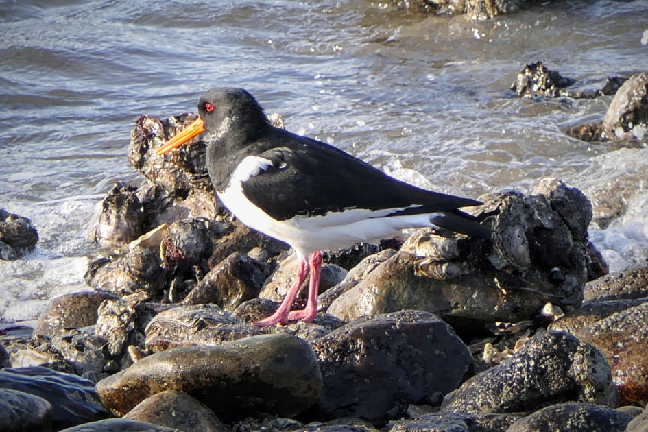 Dromer. - Vogels - Scholekster
