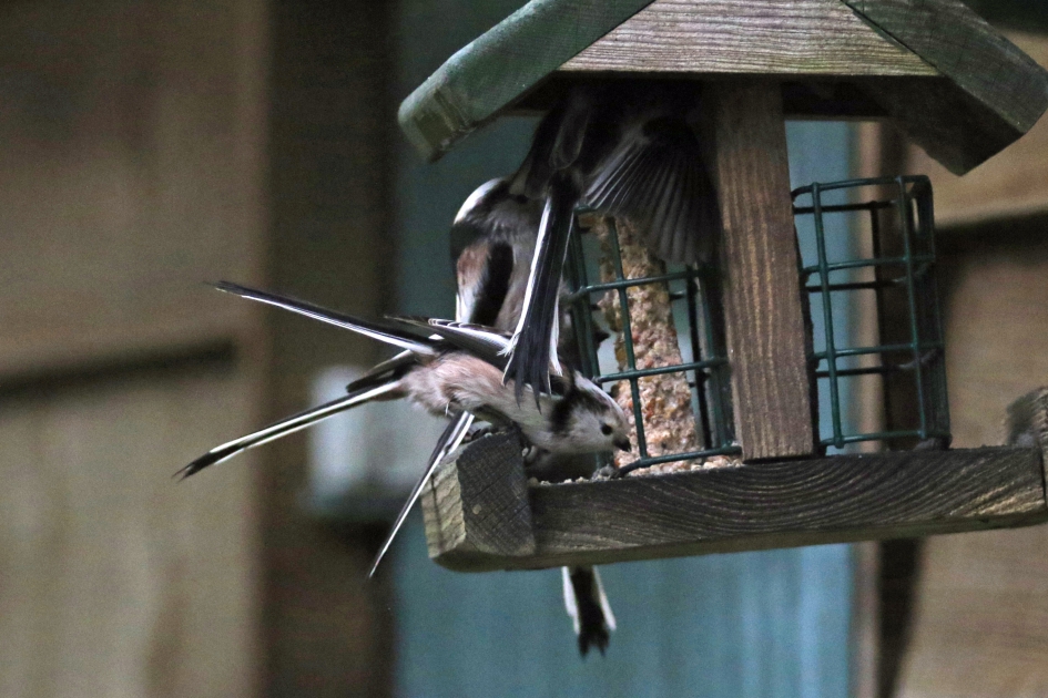 Druk, druk, druk.. - Vogels - Staartmezen