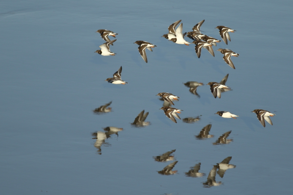 dubbel zien - Vogels - steenloper