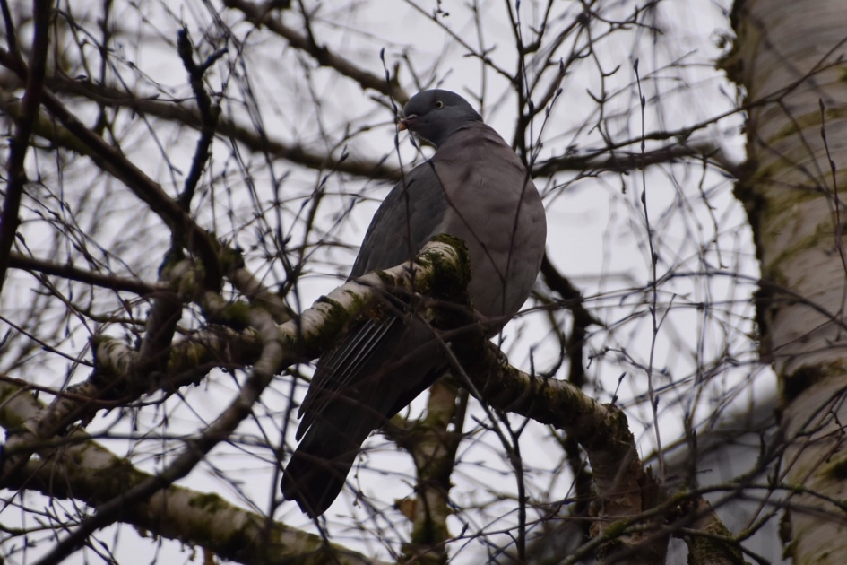 Duif - Vogels - 