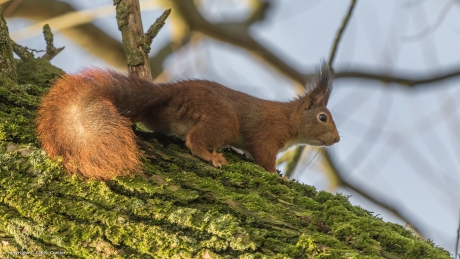 Eekhoorn (Sciurus vulgaris)