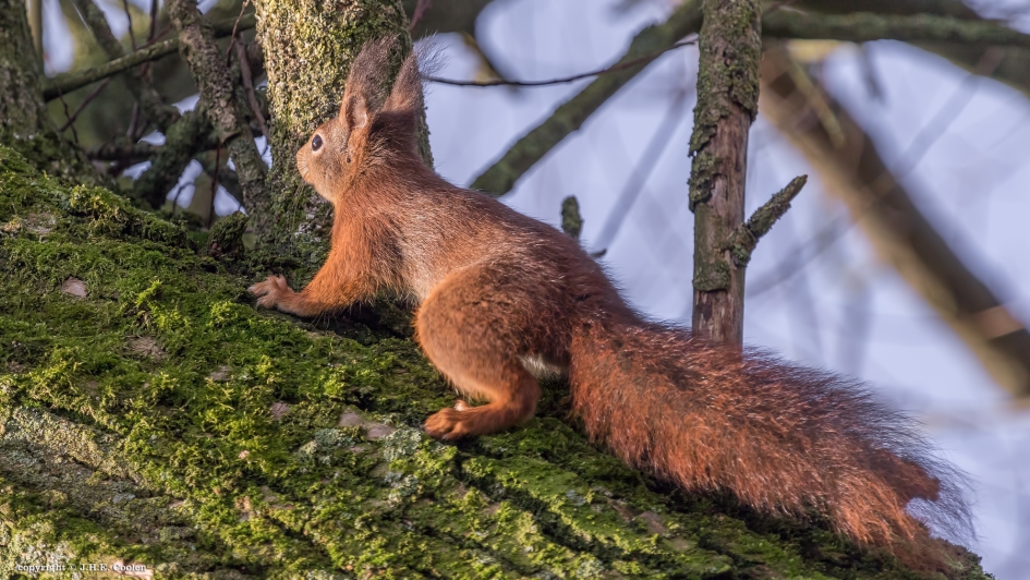 Eekhoorn (Sciurus vulgaris) - Zoogdieren - Eekhoorn
