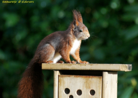 Eekhoorntje