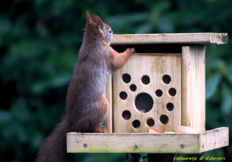 Eekhoorntje