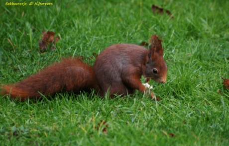 Eekhoorntje