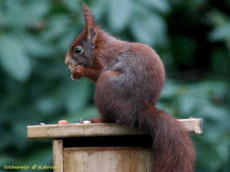 Eekhoorntje