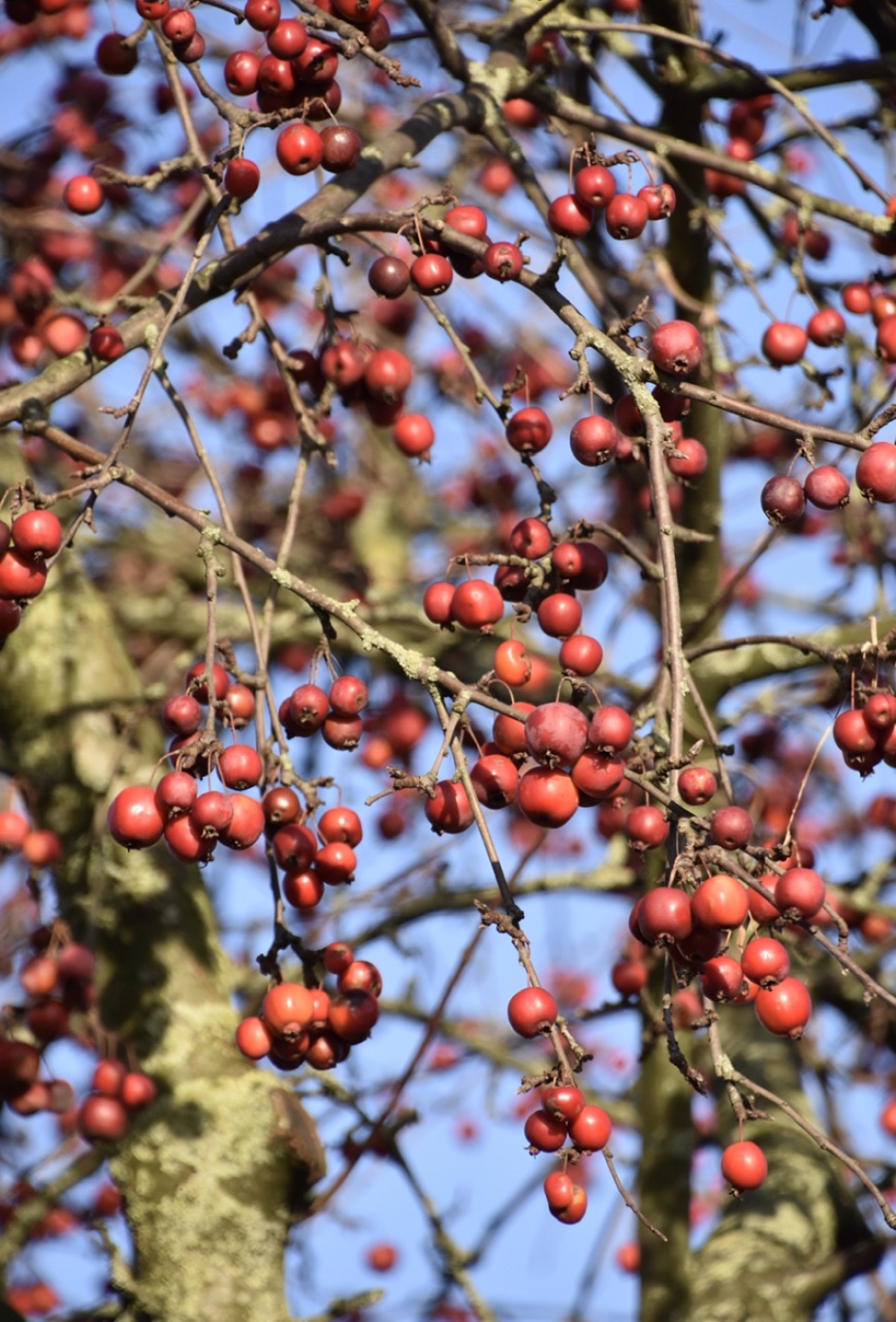 Een volle boom met malusappeltjes - Planten - 