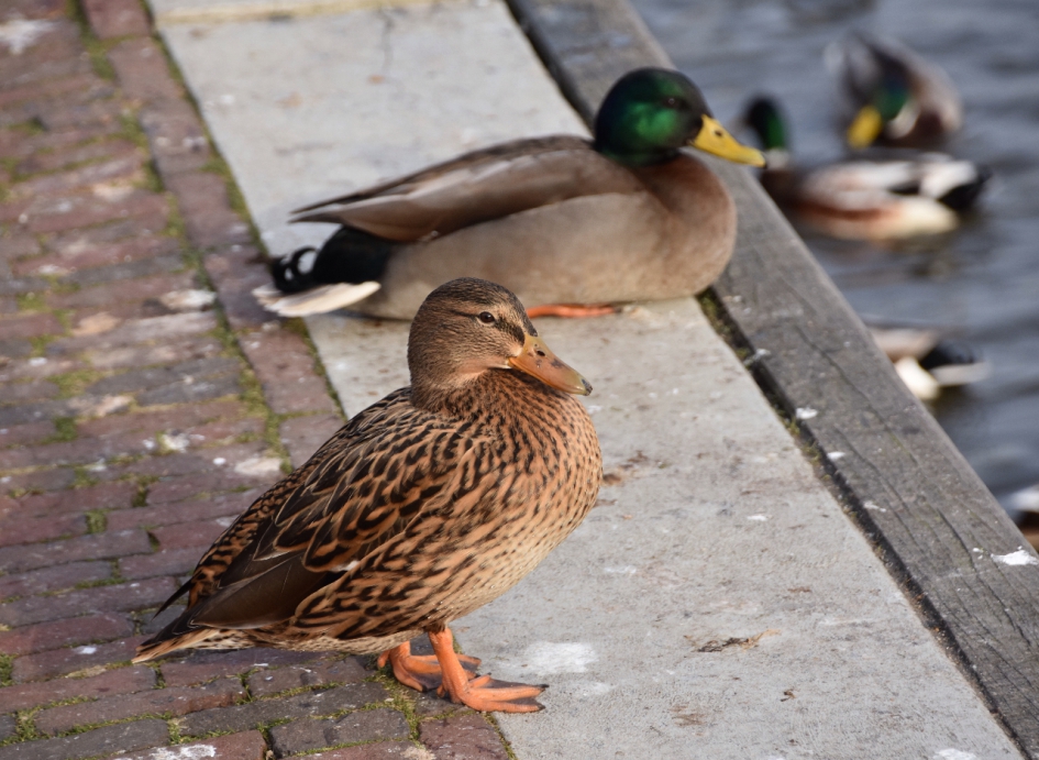 Eenden - Vogels - 