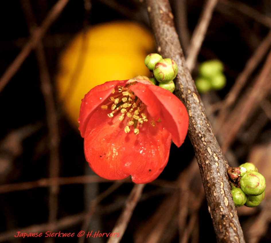 Eerste bloemen japanse sierkwee (1) - Planten - Eerste bloemen japanse sierkwee
