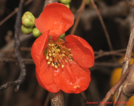 Eerste bloemen japanse sierkwee (2)