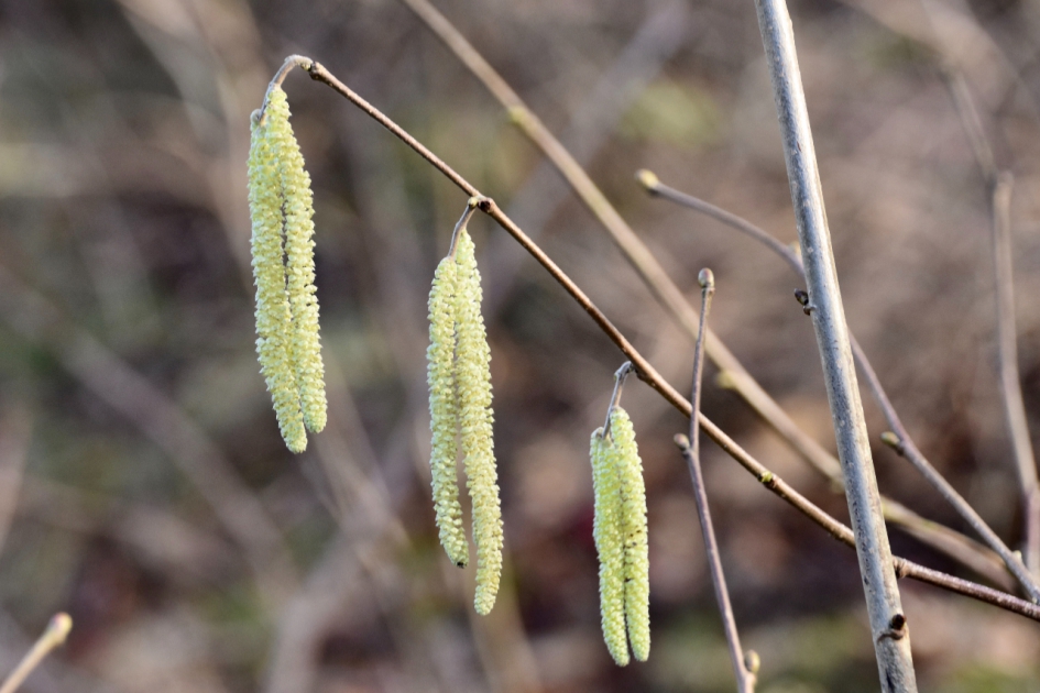 Elzen - Planten - 