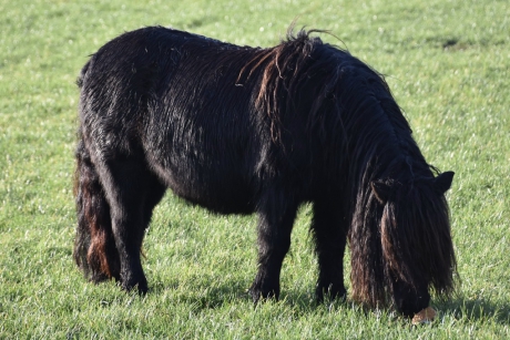 Er was brood in het weiland gegooid