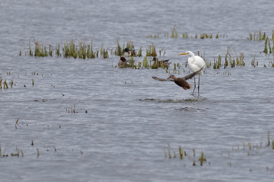 even opzij - Vogels - grote zilverreiger