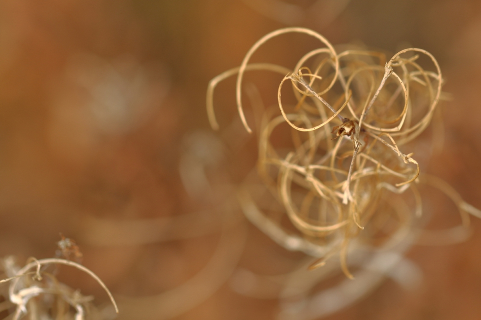 gedraaid gras - Planten - 