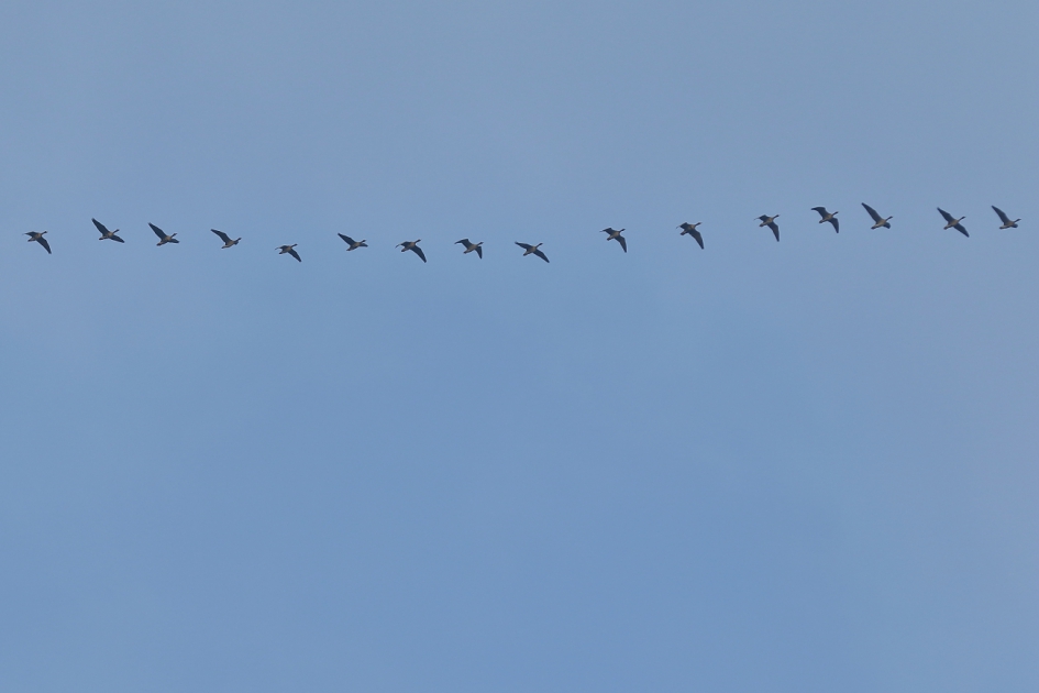 geen vliegtuigstreep..... - Vogels - grauwe gans
